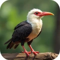 Extinct Birds: Test Your Knowledge!