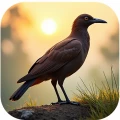 Extinct Birds Trivia
