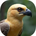 Vanished Voices: Extinct Bird Trivia Challenge